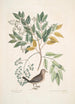 Turtur minimus guttatus La Paloma Terrestre Zanthoxylum spinosum Lentisci foliis c El Árbol del Dolor o del Dolor de Dientes - Mark Catesby — vista de la obra