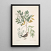 Turtur minimus guttatus La Paloma Terrestre Zanthoxylum spinosum Lentisci foliis c El Árbol del Dolor o del Dolor de Dientes - Mark Catesby — cuadro enmarcado en la pared