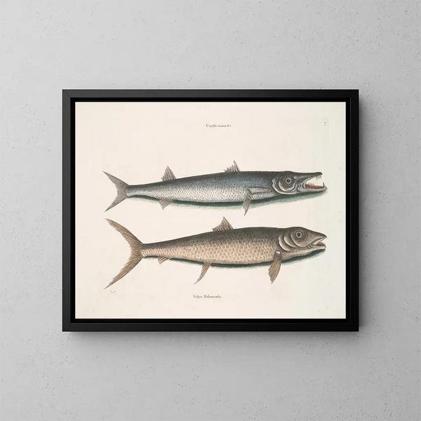 Umbla mineure c. Barracuda vulpis bahamensis - Mark Catesby — framed artwork on a wall