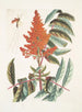 Guêpe ichneumon tripilis pennsylvanien Rhus glabrum Panicula speciosa crimson - Mark Catesby — vista de la obra