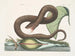 Vipère brune - Mark Catesby | Cuadro — vista de la obra
