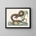 Vipère brune - Mark Catesby | Cuadro — cuadro enmarcado en la pared