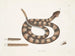 Vipère à queue de sonne - Mark Catesby — vista de la obra