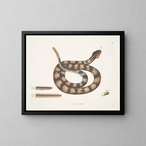 Vipère à queue de sonne - Mark Catesby — framed artwork on a wall