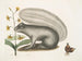 Viscum Sciurus, el mapache gris - Mark Catesby — vista de la obra