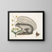 Viscum Sciurus, el mapache gris - Mark Catesby — cuadro enmarcado en la pared