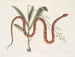 Viscum c. Anguis c. La serpiente de los cereales - Mark Catesby — vista de la obra