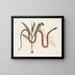 Viscum c. Anguis c. La serpiente de los cereales - Mark Catesby — cuadro enmarcado en la pared