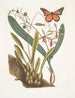 Viscum racine bulbeuse Viscum caryophyllodes c Papillio c - Mark Catesby — vista de la obra