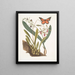 Viscum racine bulbeuse Viscum caryophyllodes c Papillio c - Mark Catesby — cuadro enmarcado en la pared