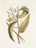 Volubilis silicosa Mexican plantain leaf Le Vanelloe - Mark Catesby — artwork view