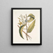 Volubilis silicosa Mexican plantain leaf Le Vanelloe - Mark Catesby — framed artwork on a wall