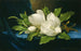 Magnolias gigantes sobre una tela de terciopelo azul - Martin Johnson Heade — vista de la obra