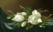 Magnolias en tela de terciopelo azul claro - Martin Johnson Heade — vista de la obra