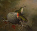 Dos zorzales azules cerca de su nido - Martin Johnson Heade — vista de la obra