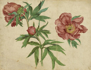 Martin Schongauer - Studies of Peonies.webp