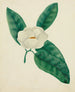 Magnolia - Mary Altha Nims — vista de la obra