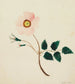 Wild Rose Painting - Mary Altha Nims — artwork view