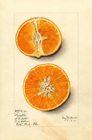 Mary Daisy Arnold - Citrus sinensis Temple.webp