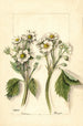Fragaria - Mary Daisy Arnold — vista de la obra