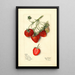 Fragaria Parsons - Mary Daisy Arnold — cuadro enmarcado en la pared