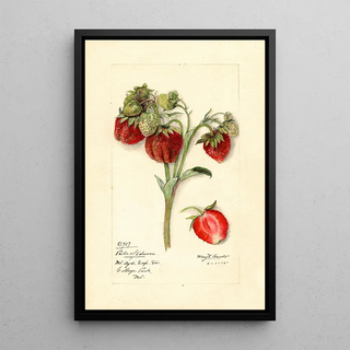 Mary Daisy Arnold - Fragaria Pride of Delaware.webp