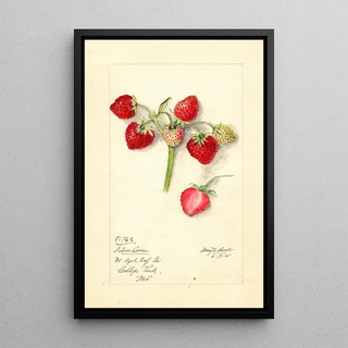 Mary Daisy Arnold - Fragaria Silver Coin.webp