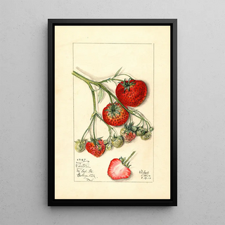 Mary Daisy Arnold - Fragaria Wooster.webp