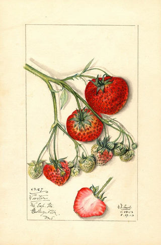 Mary Daisy Arnold - Fragaria Wooster.webp