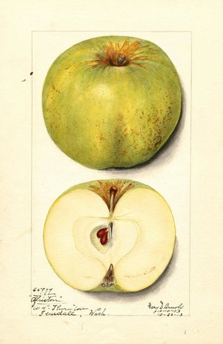 Mary Daisy Arnold - Malus domestica Alfriston.webp