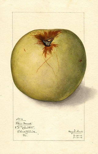 Mary Daisy Arnold - Malus domestica Gloria Mundi.webp