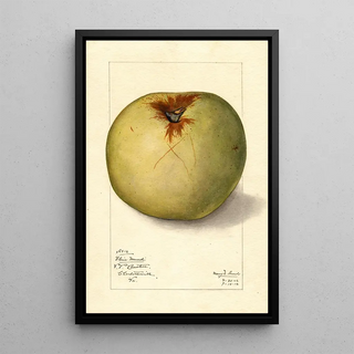 Mary Daisy Arnold - Malus domestica Gloria Mundi.webp