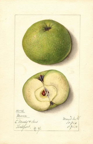 Mary Daisy Arnold - Malus domestica Mann.webp