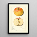 Malus domestica Roma - Mary Daisy Arnold — cuadro enmarcado en la pared