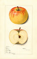 Malus domestica Roma - Mary Daisy Arnold — vista de la obra