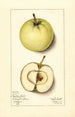 Malus domestica Trenton Early - Mary Daisy Arnold — artwork view