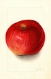Malus domestica Wolf River - Mary Daisy Arnold — vista de la obra