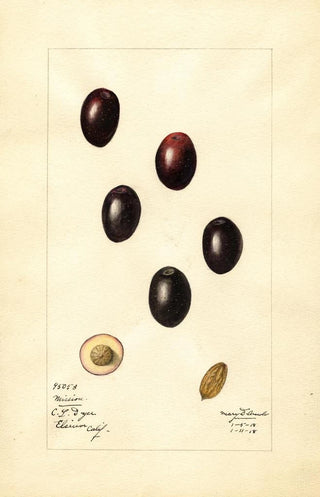 Mary Daisy Arnold - Olea europaea Mission.webp