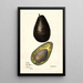 Persea - Mary Daisy Arnold — cuadro enmarcado en la pared