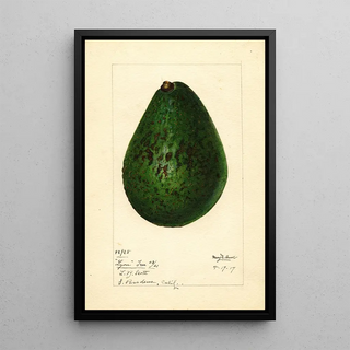 Mary Daisy Arnold - Persea Lyon.webp