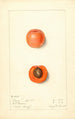 Prunus mume Barry - Mary Daisy Arnold — vista de la obra