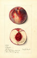 Prunus persica Illinois - Mary Daisy Arnold — vista de la obra