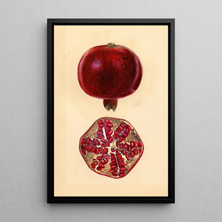 Mary Daisy Arnold - Punica granatum Pomegranate.webp