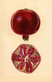 Punica granatum Granada - Mary Daisy Arnold — vista de la obra