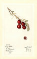 Vaccinium macrocarpon Early Black - Mary Daisy Arnold — vista de la obra
