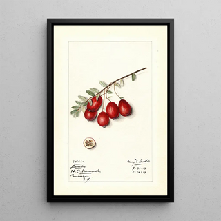 Mary Daisy Arnold - Vaccinium macrocarpon Jumbo.webp