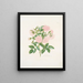 Rosa alba - Mary Lawrance — cuadro enmarcado en la pared