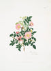 Rosa alpina - Mary Lawrance — vista de la obra