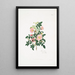 Rosa alpina - Mary Lawrance — cuadro enmarcado en la pared