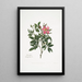 Rosa cardina - Mary Lawrance — framed artwork on a wall